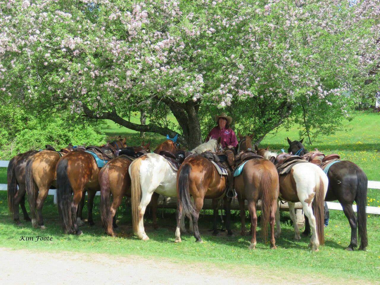 Trail horses waiting under blooming trees at Evangeline Trail Rides in Stanley Nova Scotia.